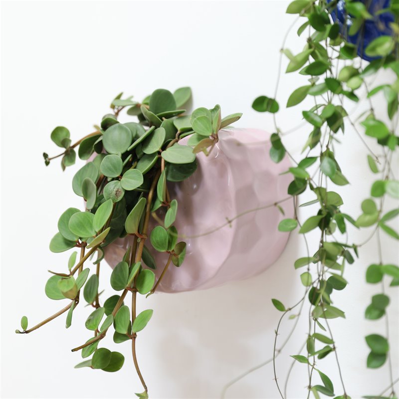 &K | PLANTER CLAY - LILAC