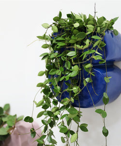 &K | PLANTER CLAY - BLUE