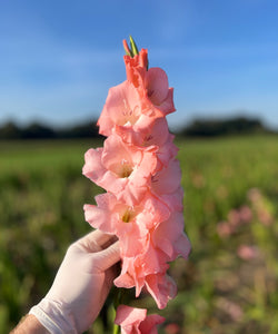 TFC | NIJMEEGS GLADIOLEN (VOETEN)BADZOUT - 2025