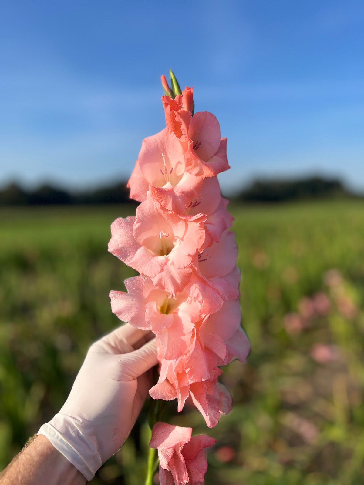 TFC | NIJMEEGS GLADIOLEN (VOETEN)BADZOUT - 2025