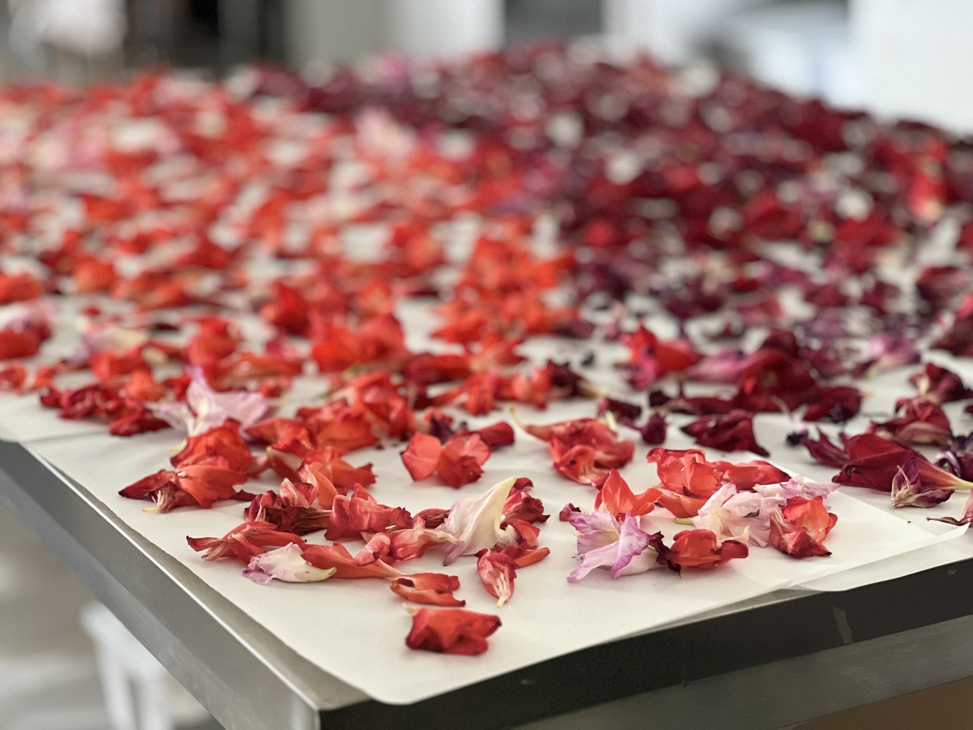 TFC | NIJMEEGS GLADIOLEN (VOETEN)BADZOUT - 2025