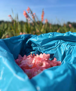 TFC | NIJMEEGS GLADIOLEN (VOETEN)BADZOUT - 2025