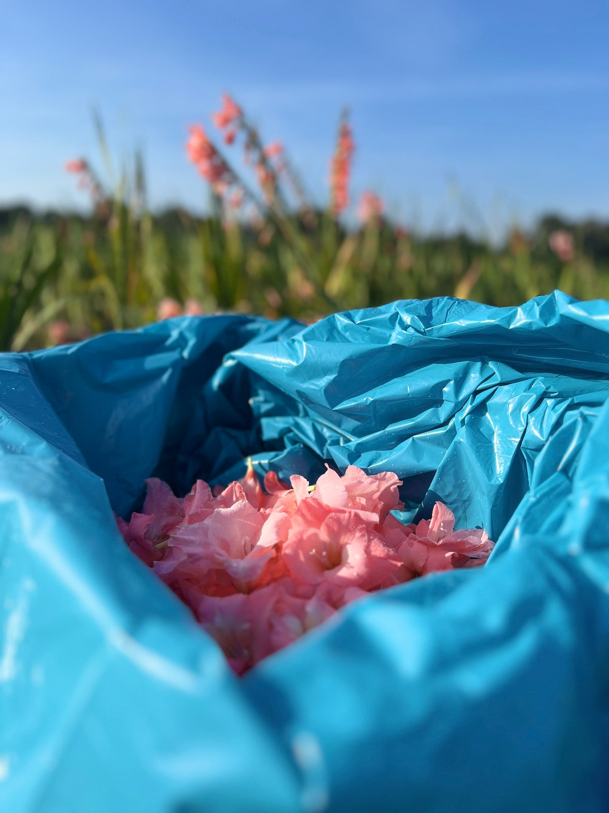 TFC | NIJMEEGS GLADIOLEN (VOETEN)BADZOUT - 2025