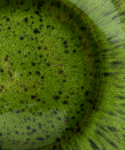 HKliving | EMERALDS SIDE PLATE- SPOTTED GREEN