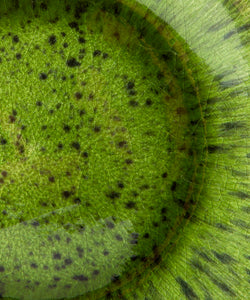 HKliving | EMERALDS DINNER PLATE - SPOTTED GREEN