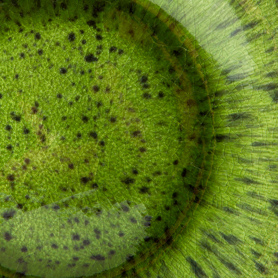 HKliving | EMERALDS DINNER PLATE - SPOTTED GREEN